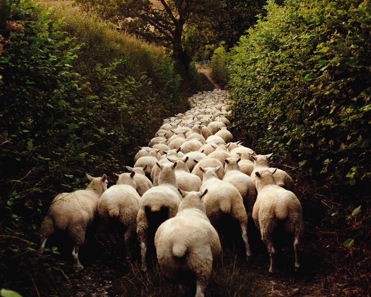 Selvedge Magazine Issue 121 - Rural